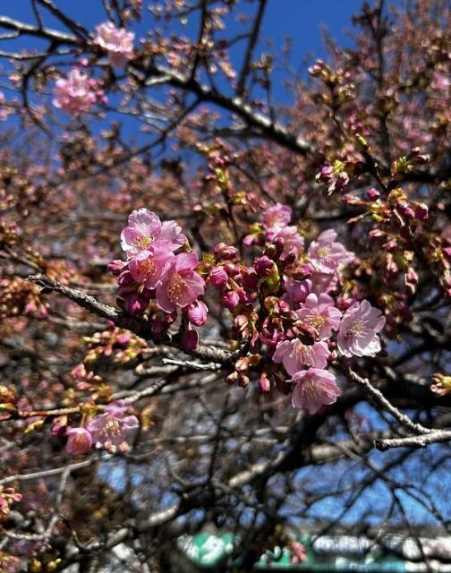 国体道路沿いの河津桜が咲き始めました！