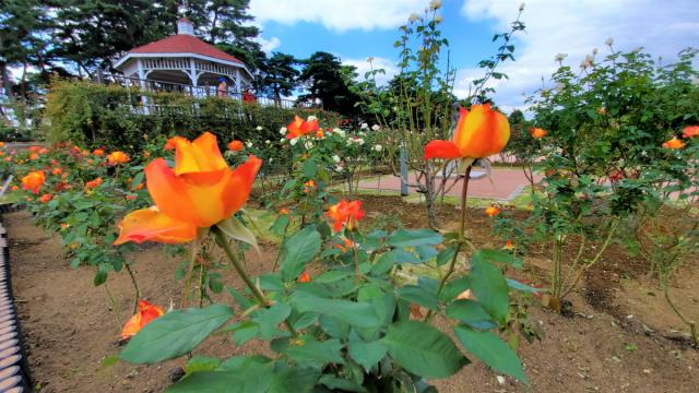 敷島公園門倉テクノばら園　バラの開花情報