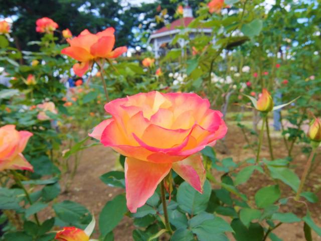 敷島公園門倉テクノばら園　バラの開花情報