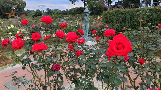 敷島公園門倉テクノばら園　バラの開花情報