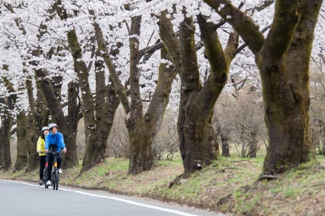 AKAGI eｰBike お花見シークレットツアー 参加者募集中！