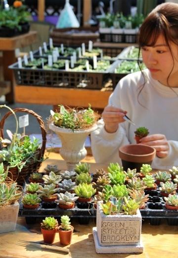 カネコ種苗ぐんまフラワーパークで「多肉植物の寄せ植え体験教室」開催！