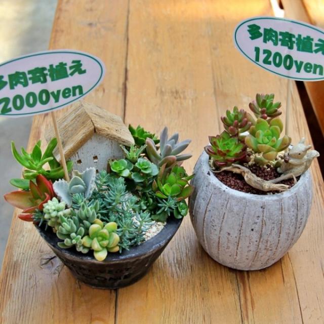 カネコ種苗ぐんまフラワーパークで「多肉植物の寄せ植え体験教室」開催！