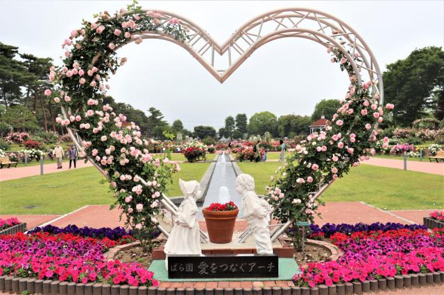敷島公園門倉テクノばら園のバラが見頃を迎えています