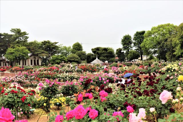 敷島公園門倉テクノばら園のバラが見頃を迎えています