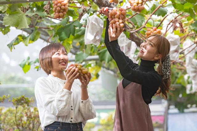 今が旬！前橋産のフルーツを食べよう！「まえふる」情報更新