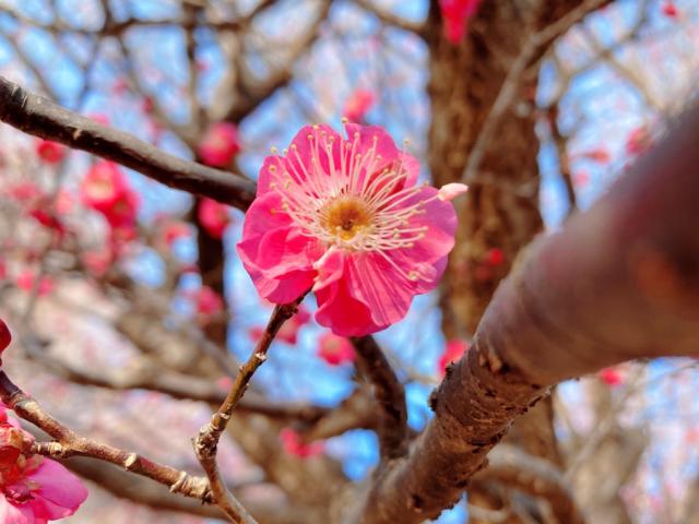 日本キャンパック大室公園で梅の花が咲き始めました！