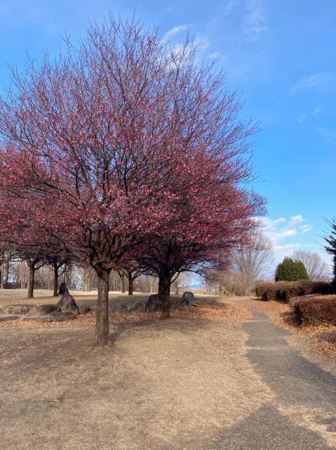 日本キャンパック大室公園で梅の花が咲き始めました！