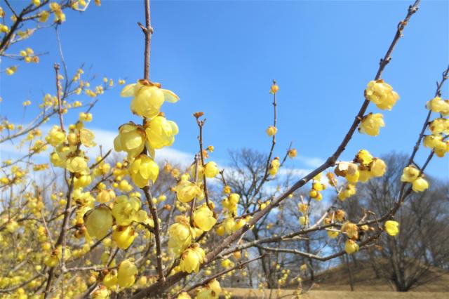 日本キャンパック大室公園の梅の花が見頃です！