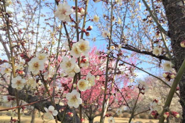 日本キャンパック大室公園の梅の花が見頃です！