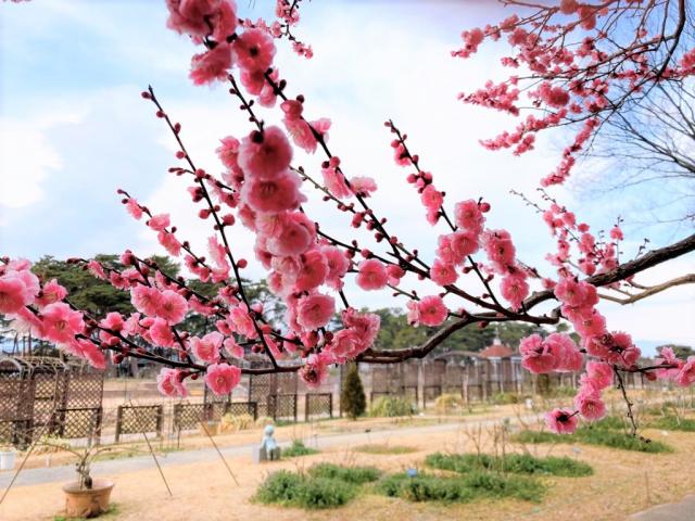 敷島公園門倉テクノばら園の梅の花が咲き始めました！