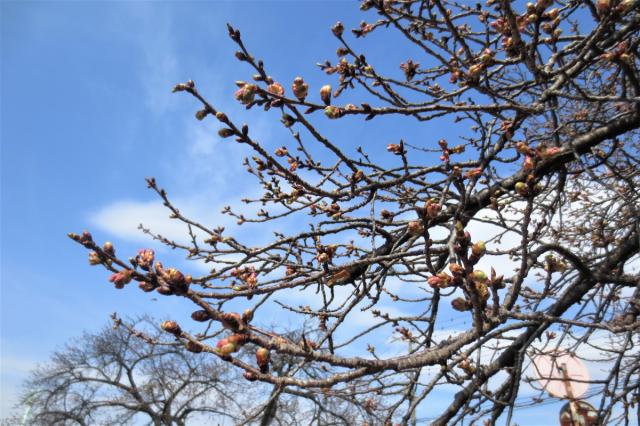 敷島公園門倉テクノばら園の梅の花が咲き始めました！