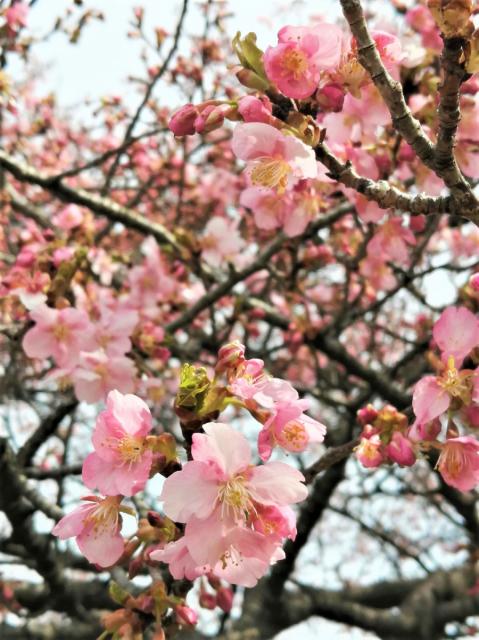 国体道路沿いの河津桜が咲き始めました！