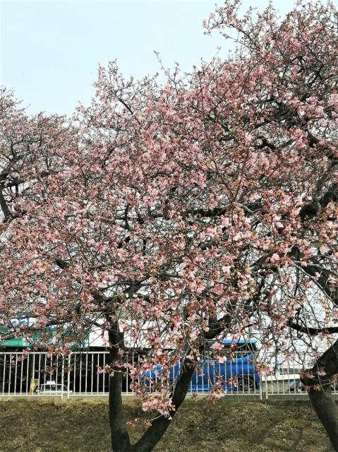 国体道路沿いの河津桜が咲き始めました！
