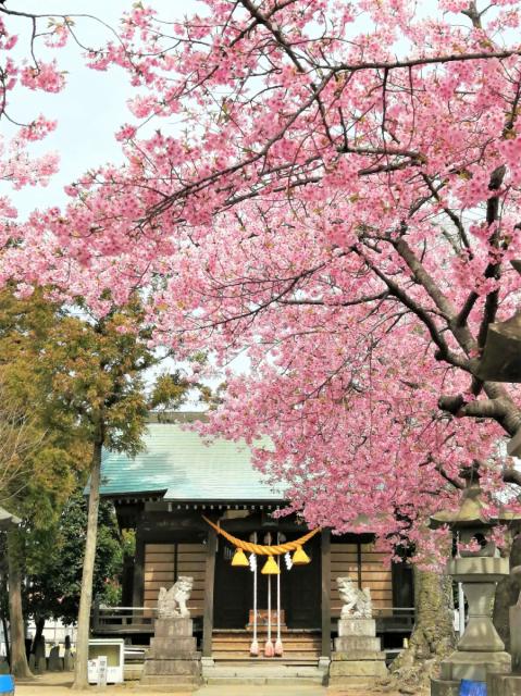 江田鏡神社の河津桜が見頃です！