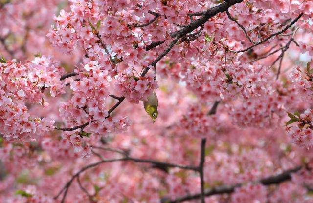 江田鏡神社の河津桜が見頃です！
