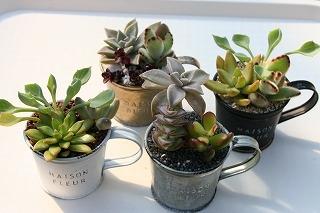 カネコ種苗ぐんまフラワーパークで「多肉植物の寄せ植え体験教室」開催！