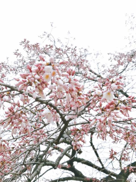 敷島公園のシダレザクラが咲き始めました！