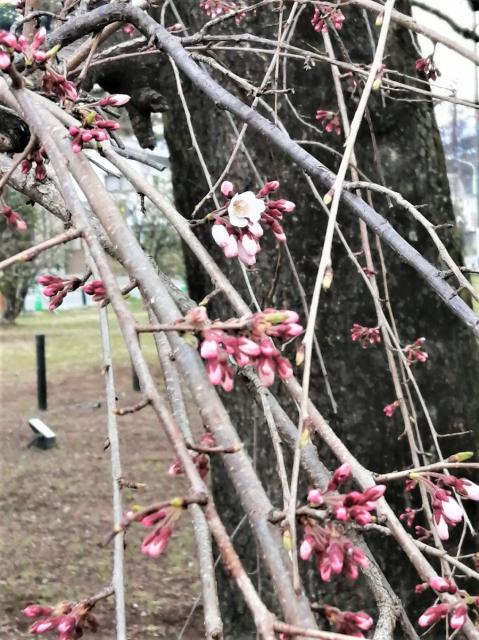 敷島公園のシダレザクラが咲き始めました！