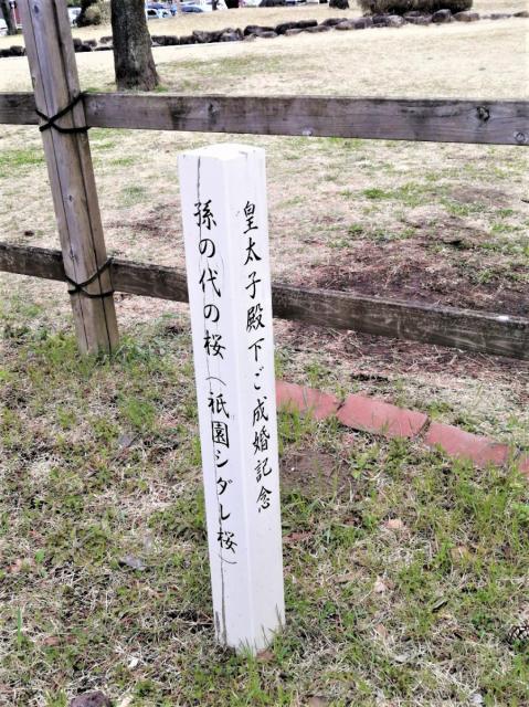 敷島公園のシダレザクラが咲き始めました！