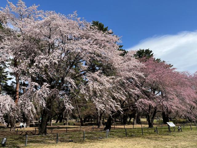 敷島公園のシダレザクラが見頃です！
