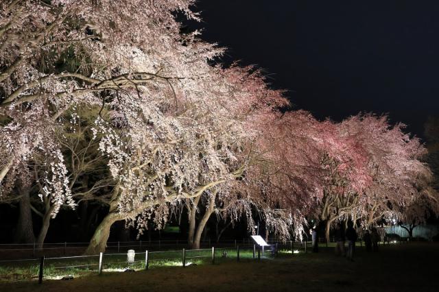 敷島公園のシダレザクラが見頃です！