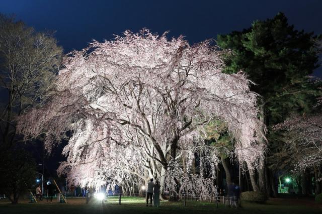 敷島公園のシダレザクラが見頃です！