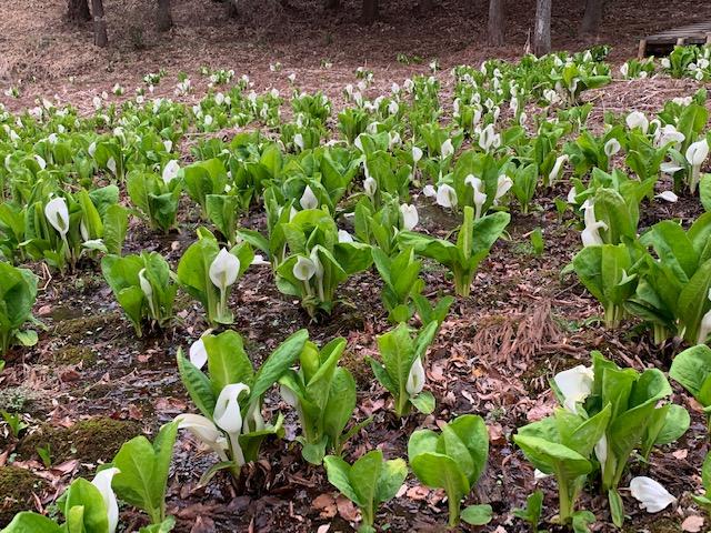 3/29(火)嶺公園のミズバショウ、カタクリが見頃です