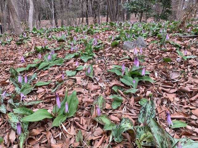 3/29(火)嶺公園のミズバショウ、カタクリが見頃です