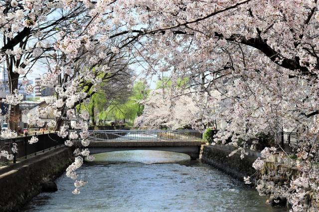 広瀬川沿いに桜が綺麗に咲いています！