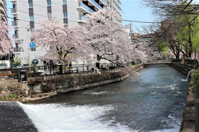広瀬川沿いに桜が綺麗に咲いています！