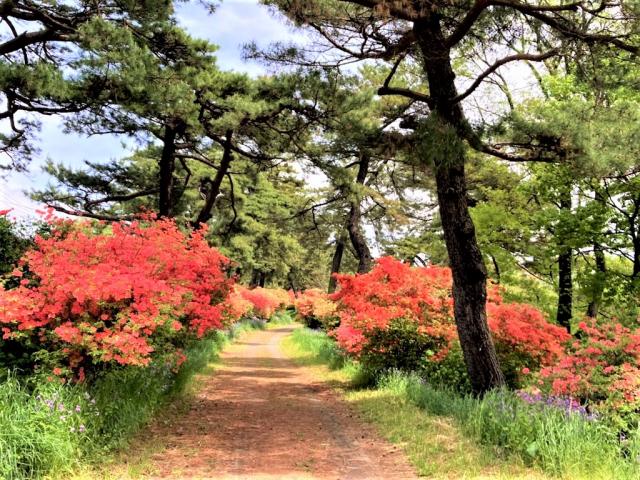 赤城神社参道松並木 ヤマツツジ開花情報