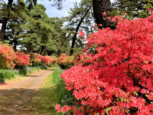 赤城神社参道松並木 ヤマツツジ開花情報