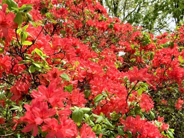 赤城神社参道松並木 ヤマツツジ開花情報