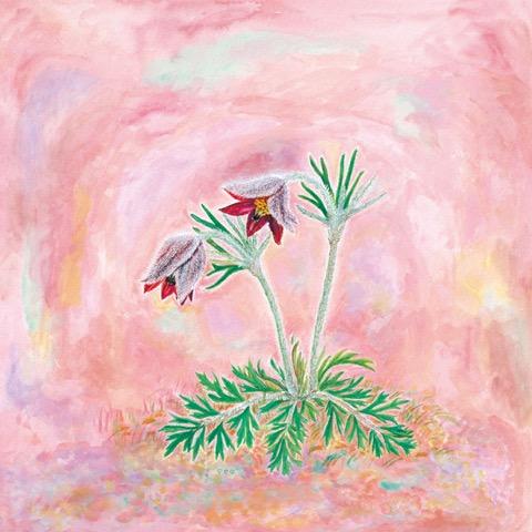 宮沢賢治 絵本原画展「おきなぐさ」開催中