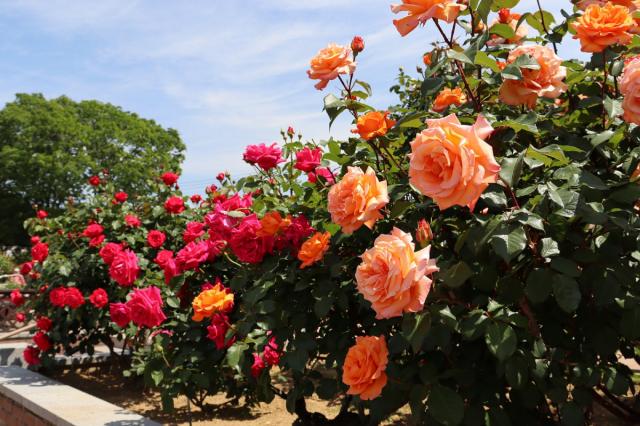 5/11(水)敷島公園門倉テクノばら園のバラが見頃を迎えています