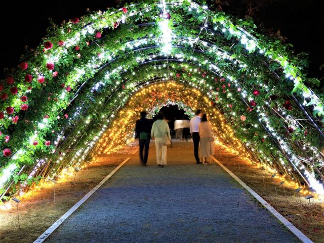 「敷島公園門倉テクノばら園」でライトアップを行っています！