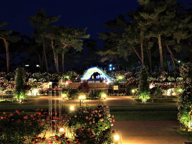 「敷島公園門倉テクノばら園」でライトアップを行っています！