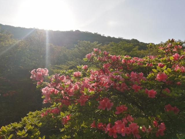 荒山高原 ツツジの見頃情報！