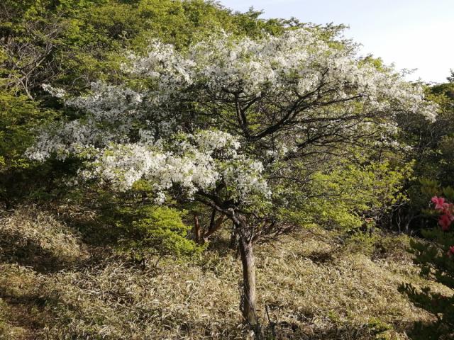 荒山高原 ツツジの見頃情報！