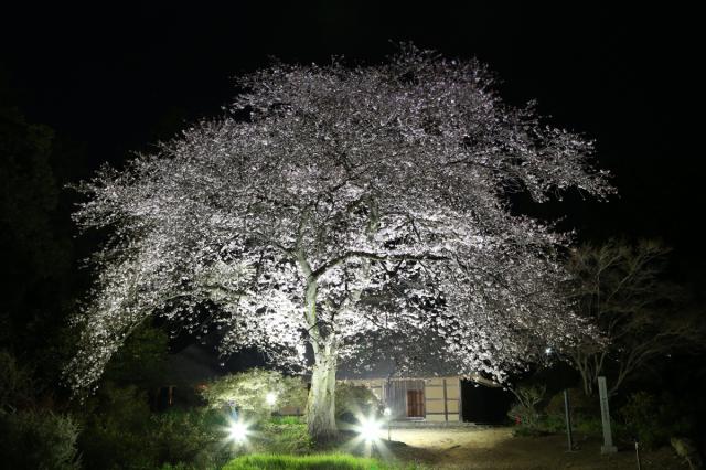 国指定重要文化財「 阿久沢家住宅」 で桜のライトアップを行います