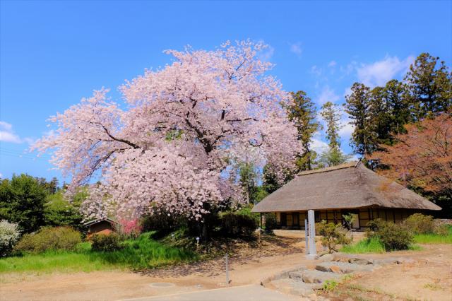 国指定重要文化財「 阿久沢家住宅」 で桜のライトアップを行います