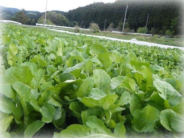 9/10(土) フリッツ・アートセンター中庭で「農窓(ノマド)市」開催！