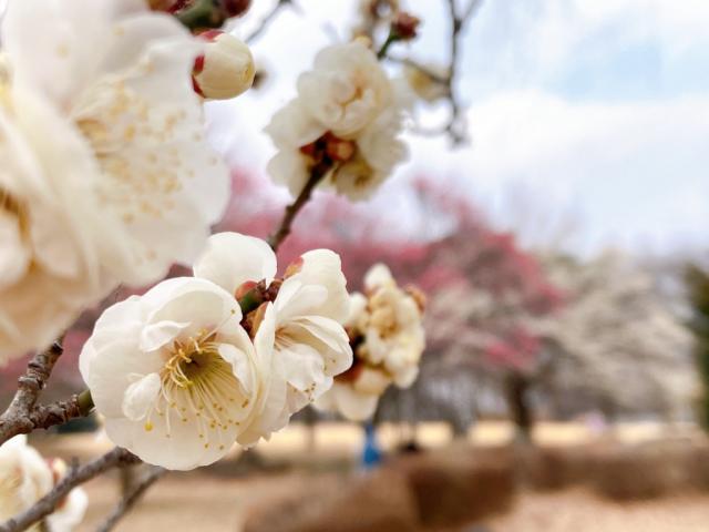 日本キャンパック大室公園の梅の花が見頃です！