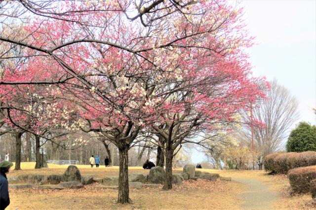 日本キャンパック大室公園の梅の花が見頃です！