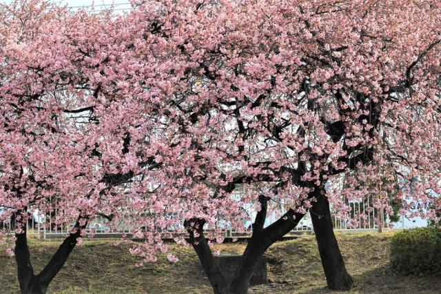 河津桜が見頃を迎えています！