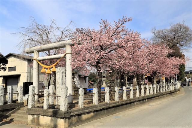 河津桜が見頃を迎えています！