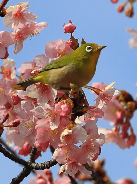 河津桜が見頃を迎えています！