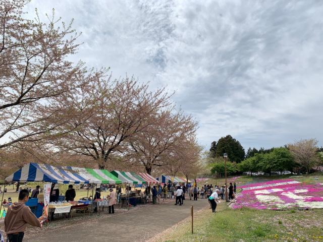 春の前橋　開花情報