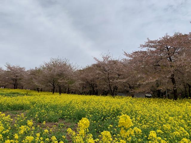 春の前橋　開花情報